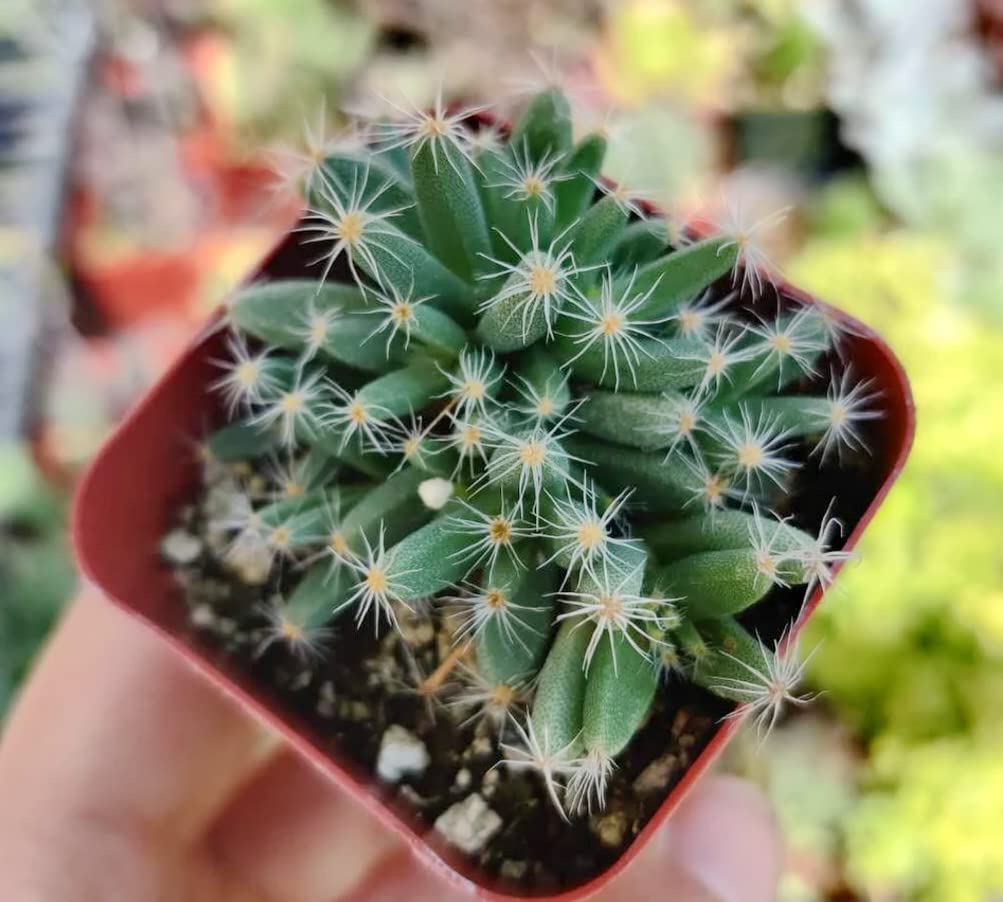 Live Cactus plants for Home Office Decoration