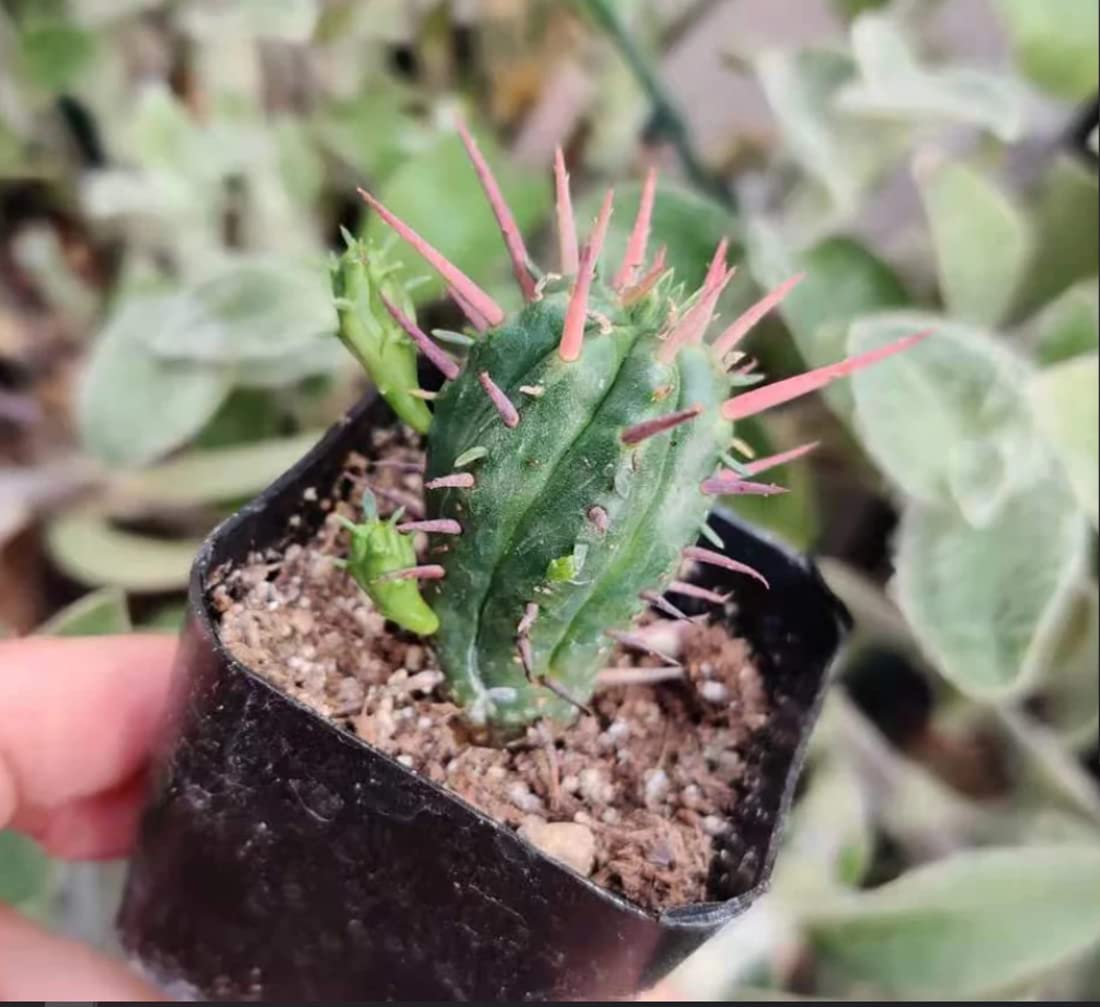 Live Cactus plants for Home Office Decoration