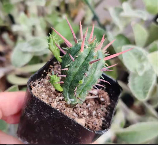 Live Cactus plants for Home Office Decoration - 2"pot Euphorbia enopla