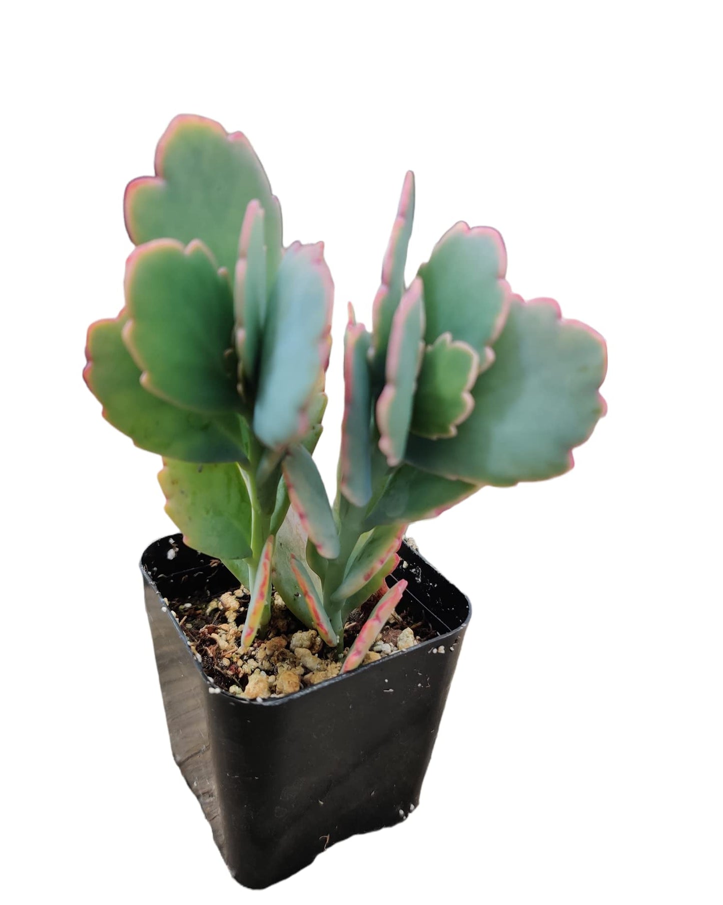 Live Cactus Succulent Plants for Home Decoration