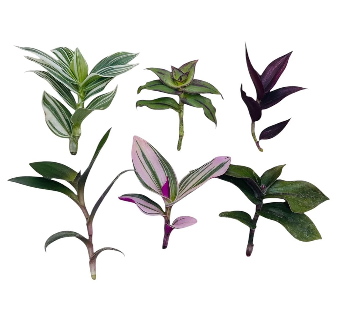 No Root Plant cuttings from USKC (3pc Tradescantia fluminensis variegata no Root cuttings)