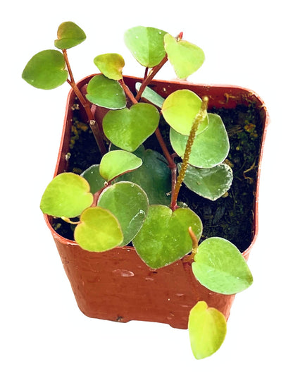 Live Trailing Plants String Plants (2”Pot String of Watermelons)