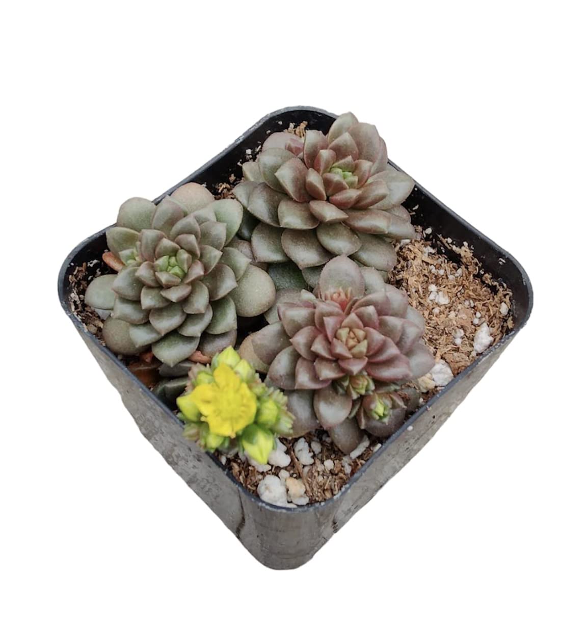 Live Cactus and Succulent plants for Home Office Decor