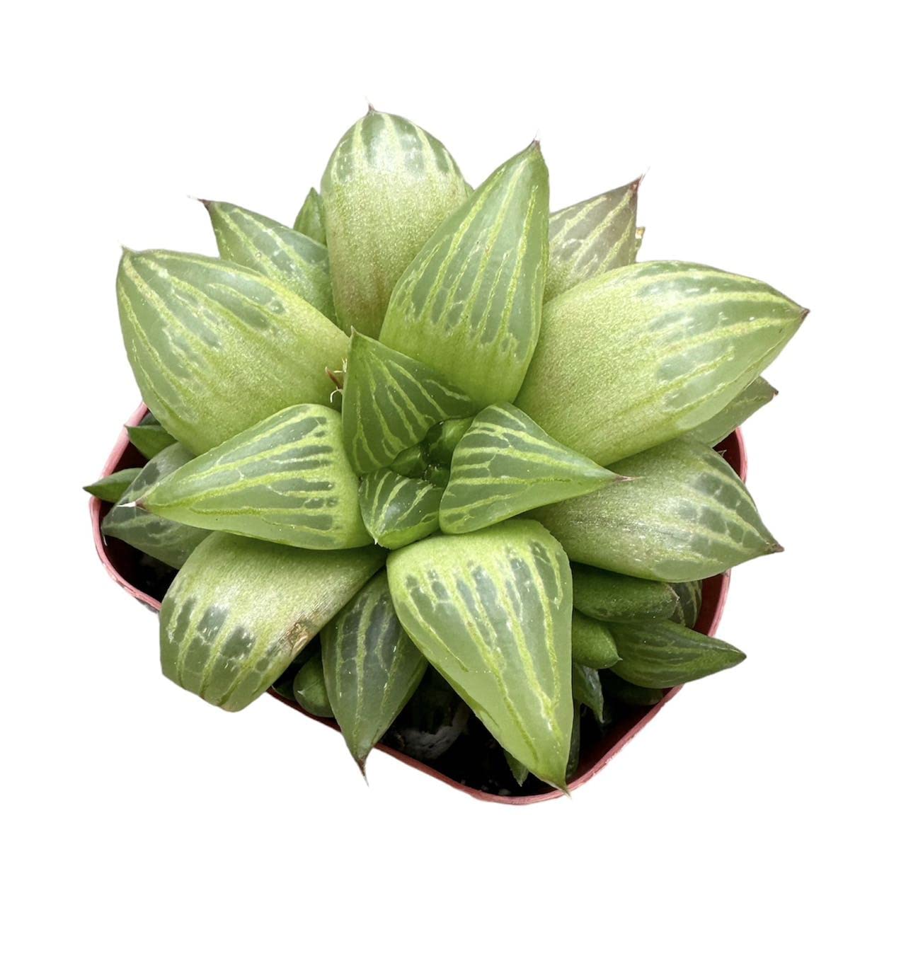 Live Haworthia Plants for Home Office Decor
