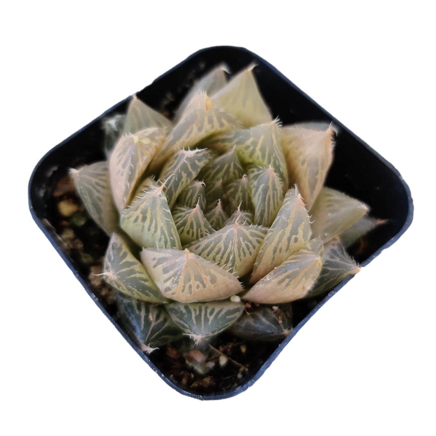 Live Cactus Succulent Plants from USKC (2" Pot Blue Candle Cactus Myrtillocactus Geometrizans)