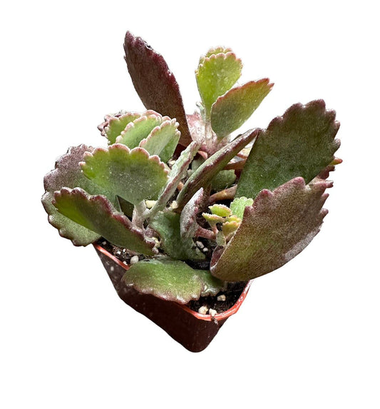 Live Cactus and Succulent plants for Home Office Decor - 2"pot Kalanchoe Pumila