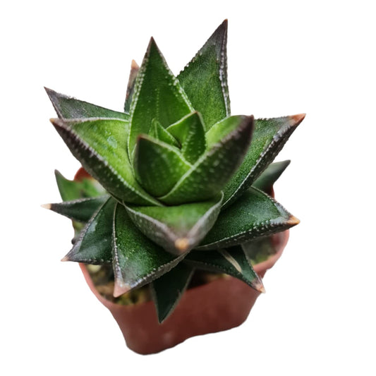 Live Haworthia Plants for Home Office Decor - 2”pot Resendeana