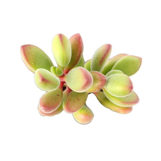 Live Succulent Cactus Plants for Home Office Decor - 2"pot Crassula Rogersii