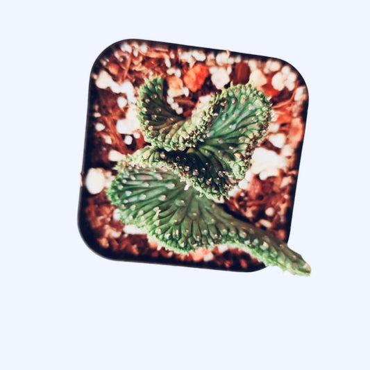 Live Cactus and Succulent plants for Home Office Decor - 2"pot Euphorbia flanaganii f. cristata (brach cristation)