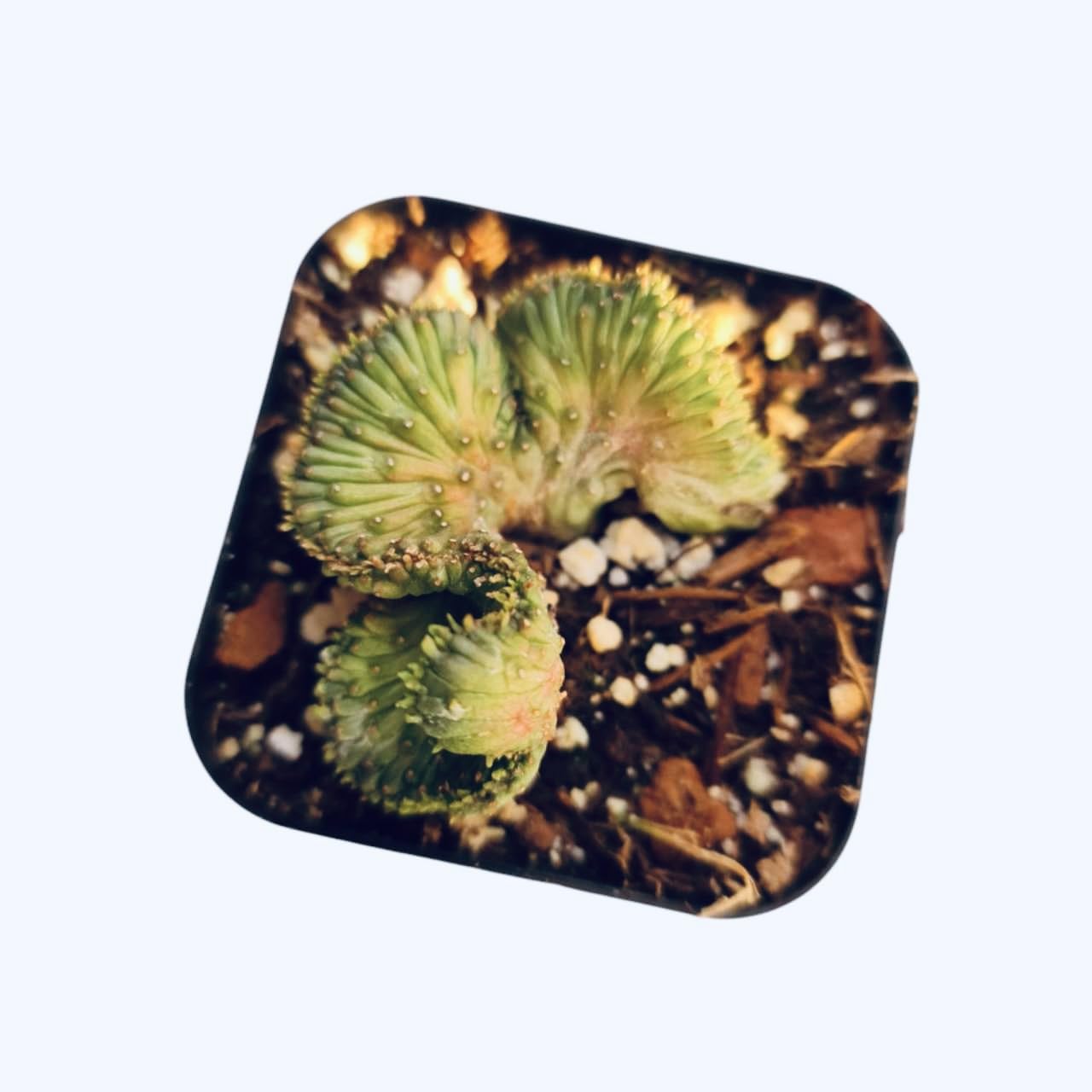 Live Cactus and Succulent plants for Home Office Decor