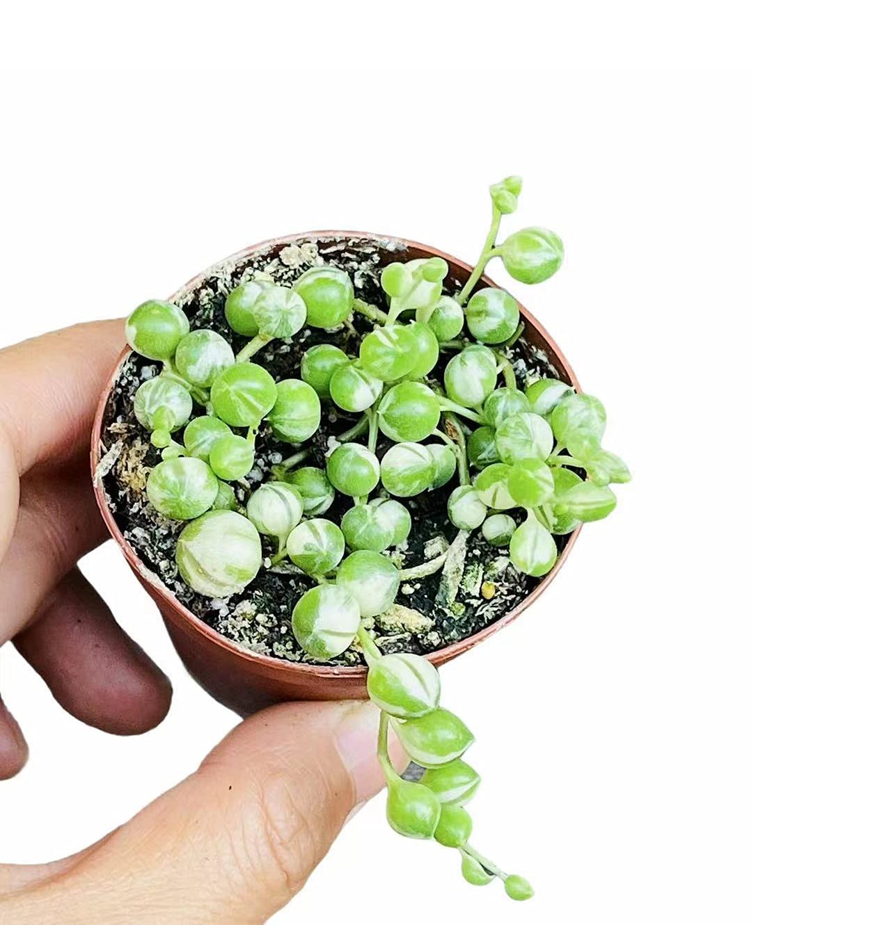 Live Trailing Plants String Plants for Home Decoration