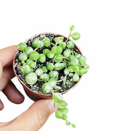 Live Trailing Plants String Plants (2”Pot String of Watermelons)