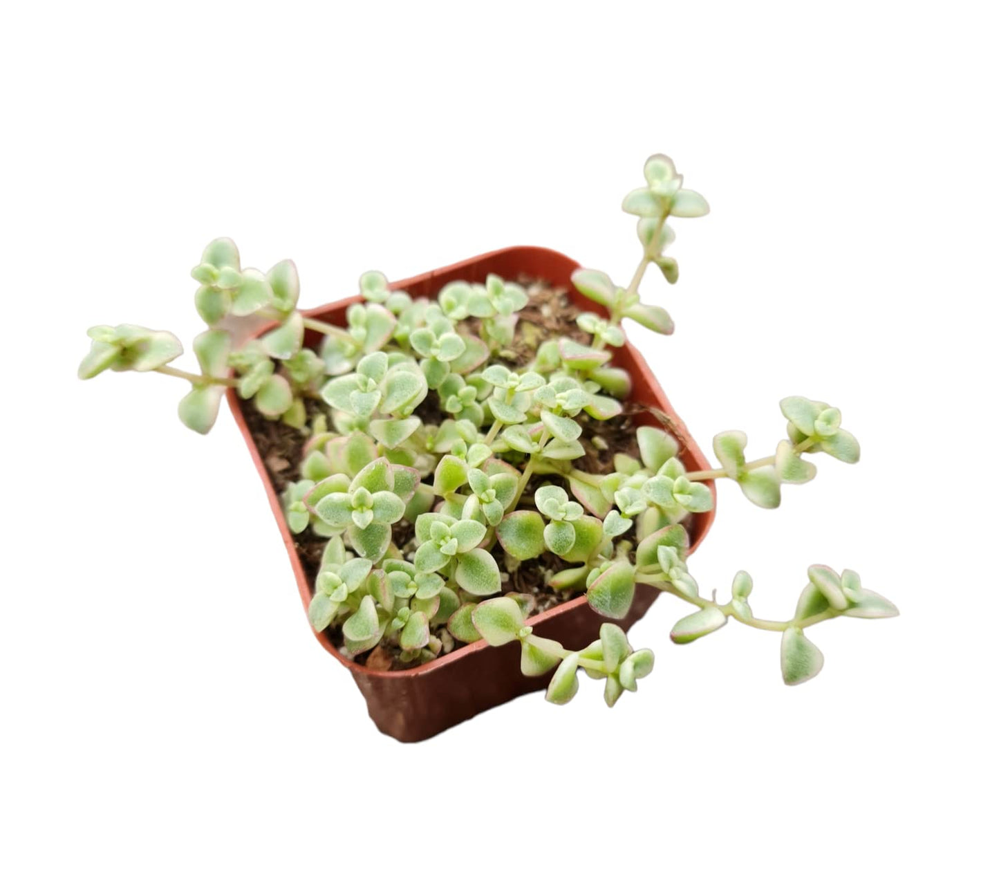 Live Sedum plants Succulent plants for Home Decor