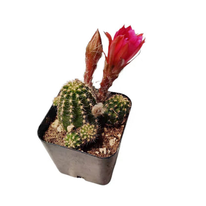 Live Succulent Cactus Plants from USKC (2" Pot) (Euphorbia Mammillaris Variegata)
