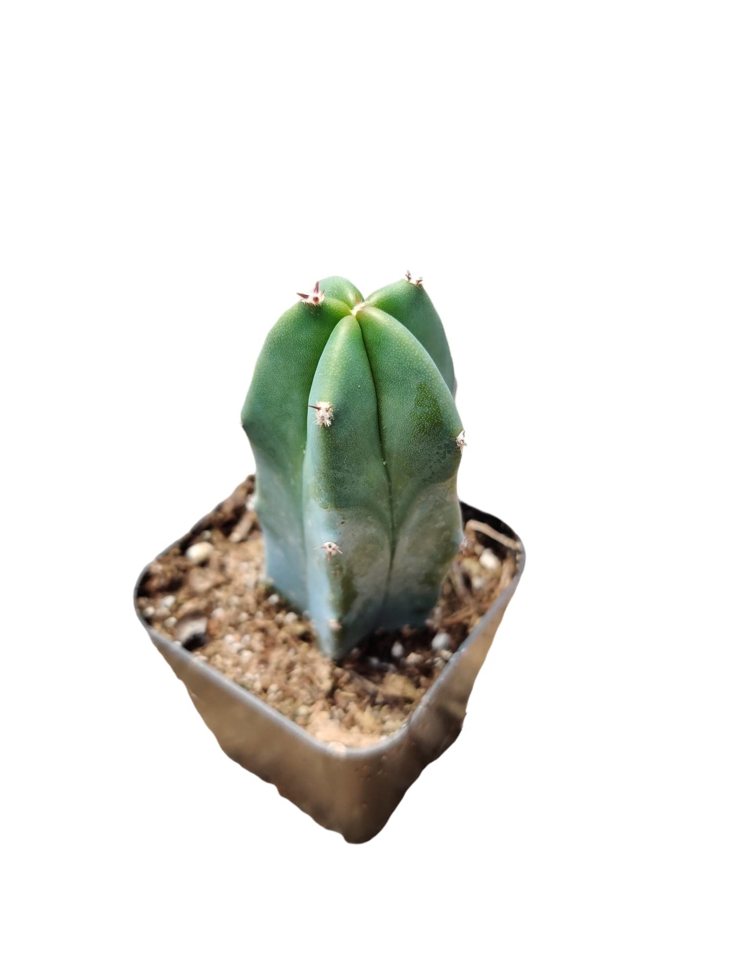 Live Cactus Succulent Plants for Home Decoration