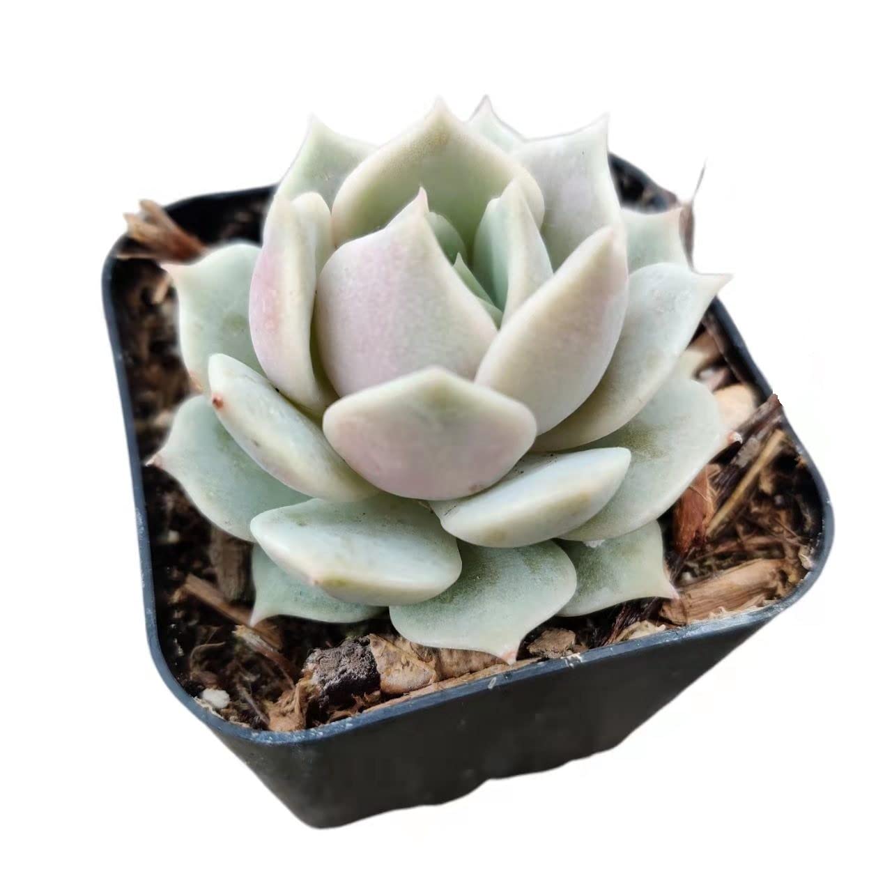 Live Succulent Cactus Plants from USKC (2" Pot) (Euphorbia Mammillaris Variegata)