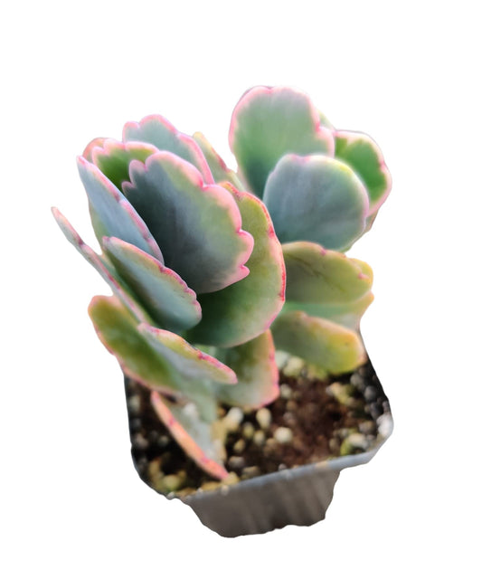 Live Cactus Succulent Plants # 23