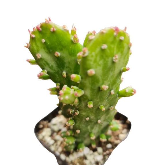 Live Cactus plants for Home Office Decoration - 2"pot Opuntia Maverick Variegated