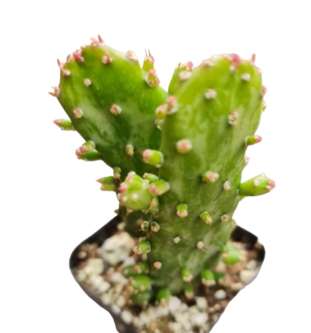 Live Cactus Plants from USKC (2" Pot Opuntia Maverick Variegated) - 2"pot Opuntia Maverick Variegated