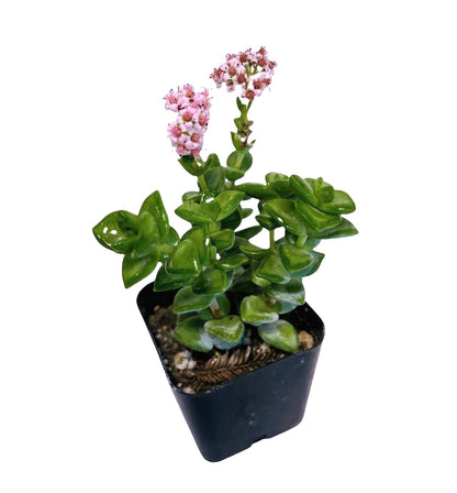 Live Succulent Cactus Plants from USKC (2" Pot) (Euphorbia Mammillaris Variegata)