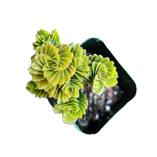 Live Succulent Cactus Plants for Home Office Decor - 2"pot Crassula Estagnol Spiralis