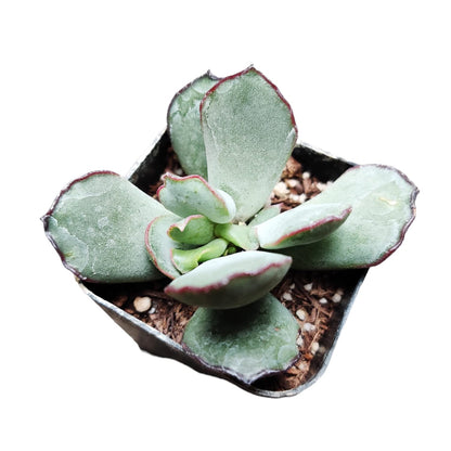 Rare Live Succulent Cactus Plants for Home Office Decor (2" Pot Variegated Delosperma echinatum - Variegated Pickle Plant)