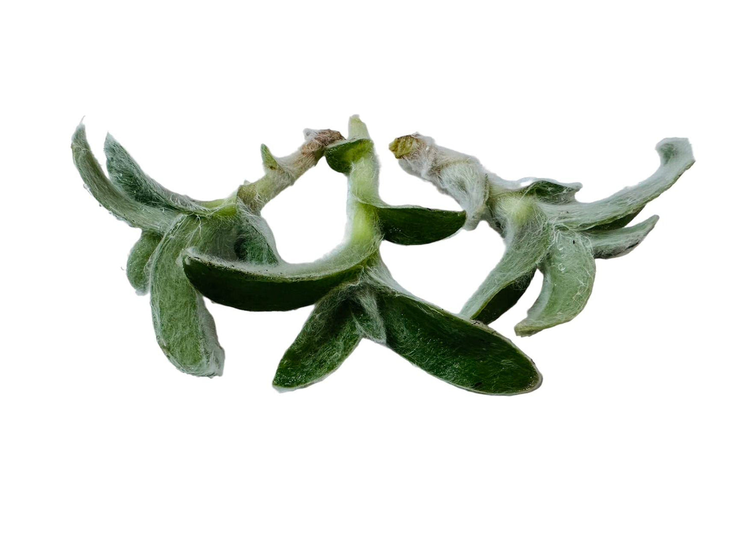 No Root Plant cuttings from USKC (3pc Tradescantia fluminensis variegata no Root cuttings)
