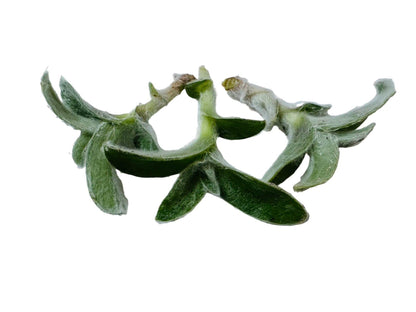 No Root Plant cuttings from USKC (3pc Tradescantia fluminensis variegata no Root cuttings)