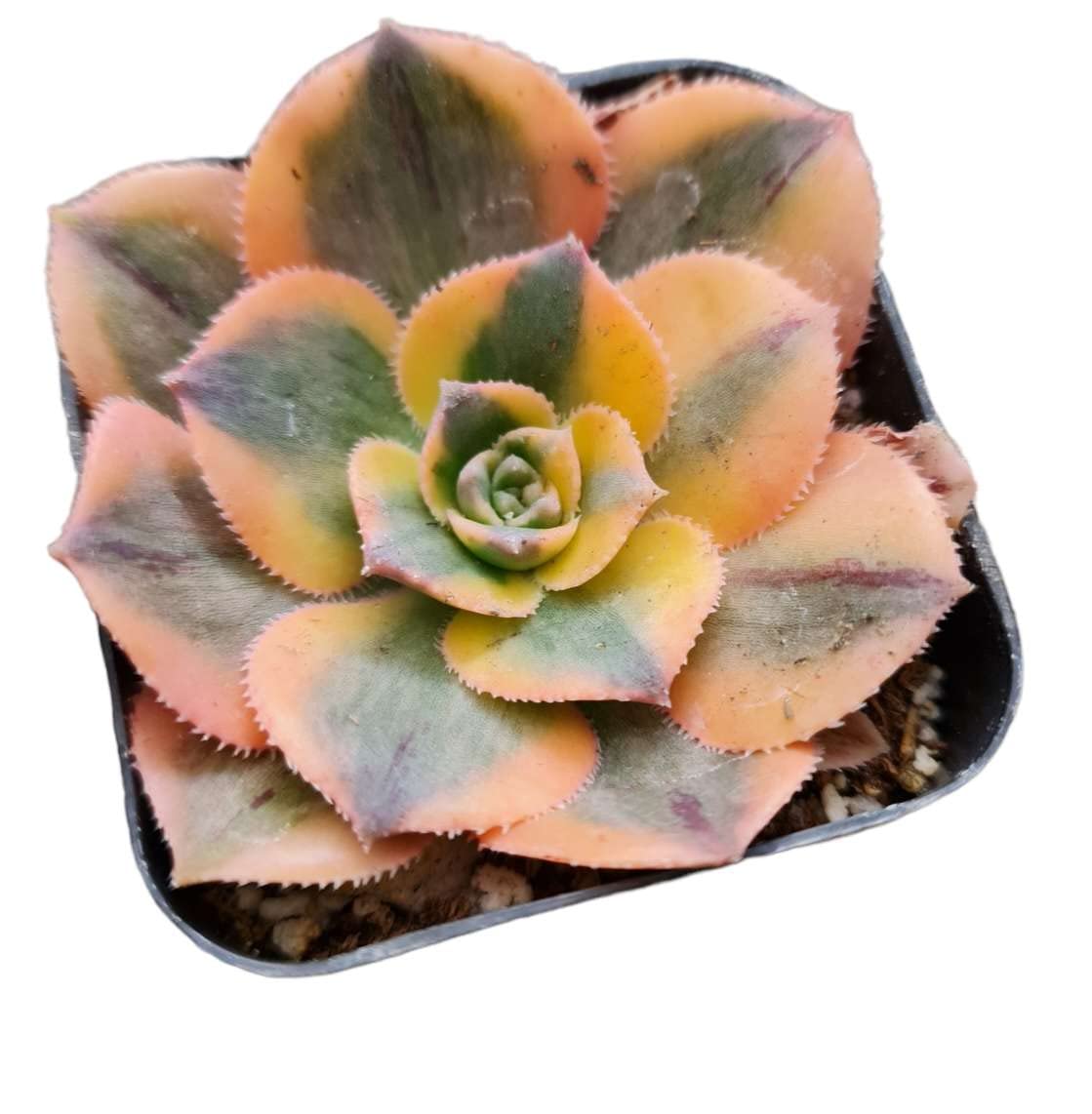 Live Succulent Cactus Plants from USKC (2" Pot) (Euphorbia Mammillaris Variegata)