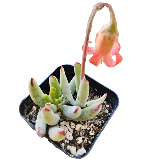 Live Succulent Cactus Plants  (2" Pot)  Cotyledon Orbiculata var. Flanaganii