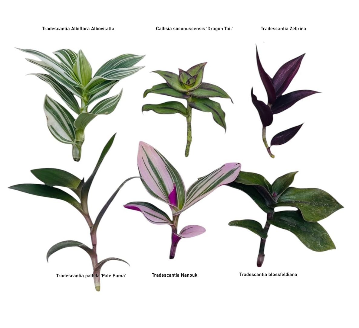 No Root Plant cuttings from USKC (3pc Tradescantia fluminensis variegata no Root cuttings)