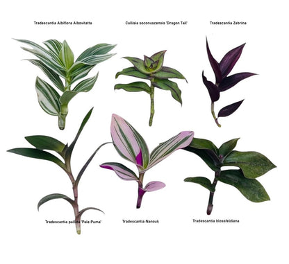 No Root Plant cuttings from USKC (3pc Tradescantia fluminensis variegata no Root cuttings)