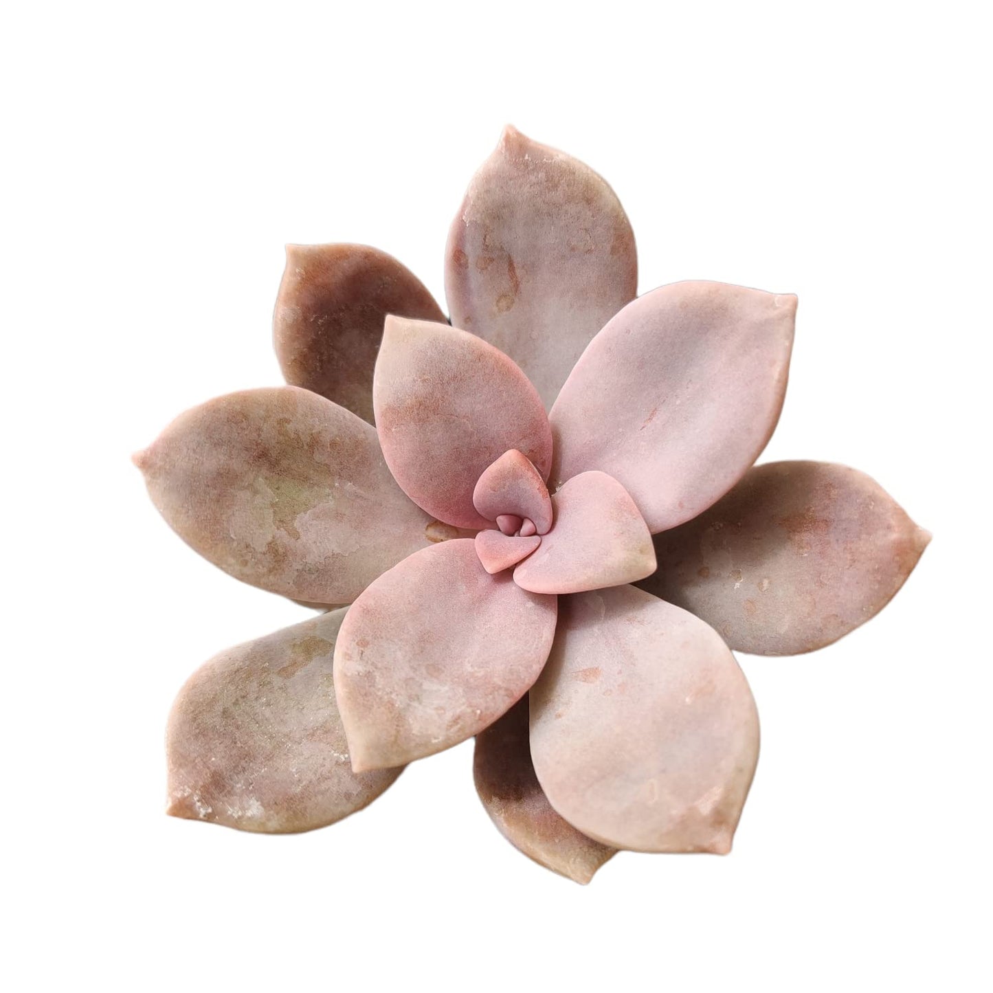 Live Succulent Cactus Plants from USKC (2" Pot) (Euphorbia Mammillaris Variegata)