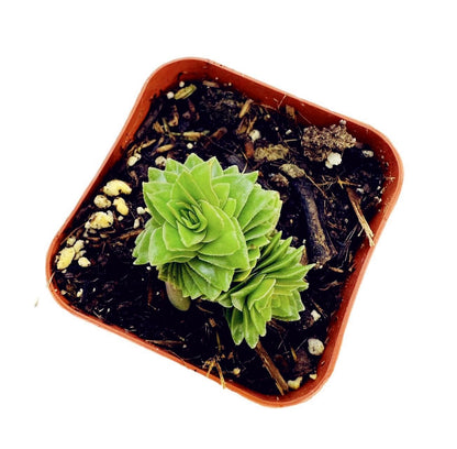 Live Succulent Cactus Plants (2" Pot Crassula Estagnol Spiralis)