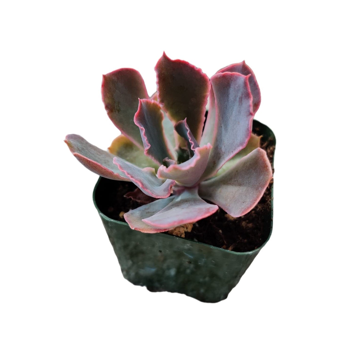 Live Succulent Cactus Plants for Home Office Decor