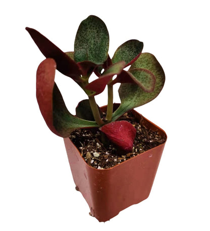 Live Succulent Cactus Plants from USKC (2" Pot) (Euphorbia Mammillaris Variegata)