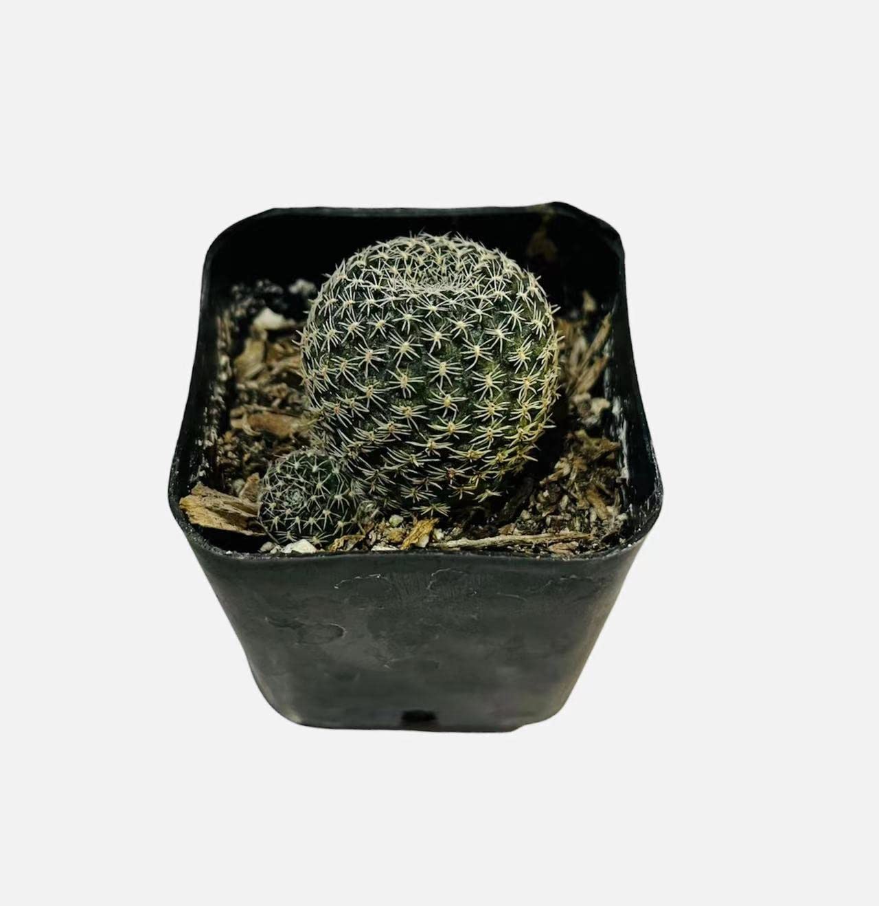 Live Cactus plants for Home Office Decoration