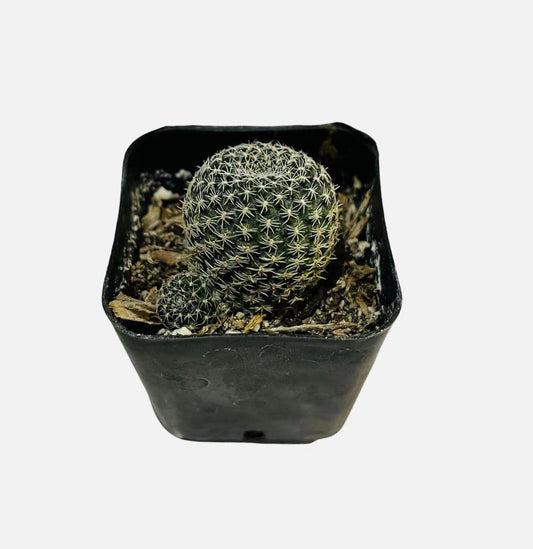 Live Cactus plants for Home Office Decoration - Variant 22