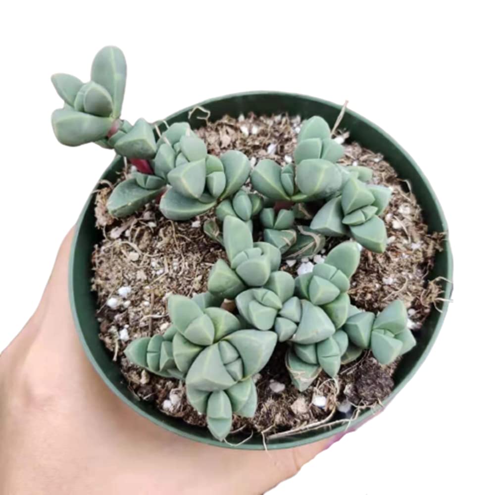 Live Succulent Cactus Plants for Home Office Decor