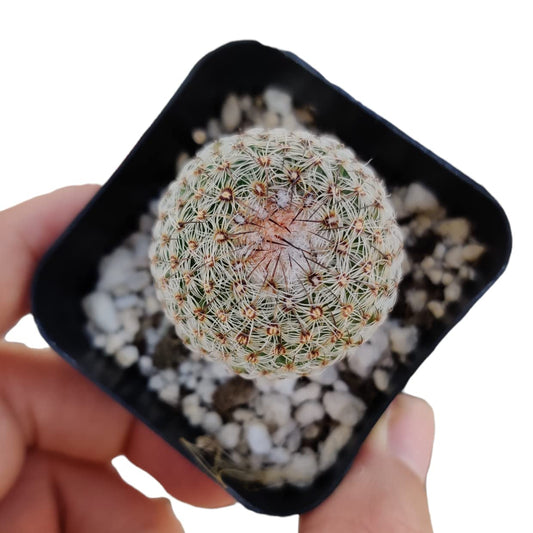 Live Cactus plants for Home Office Decoration - 2"pot Rainbow Hedgehog Cactus Echinnocereus Rigidissimus