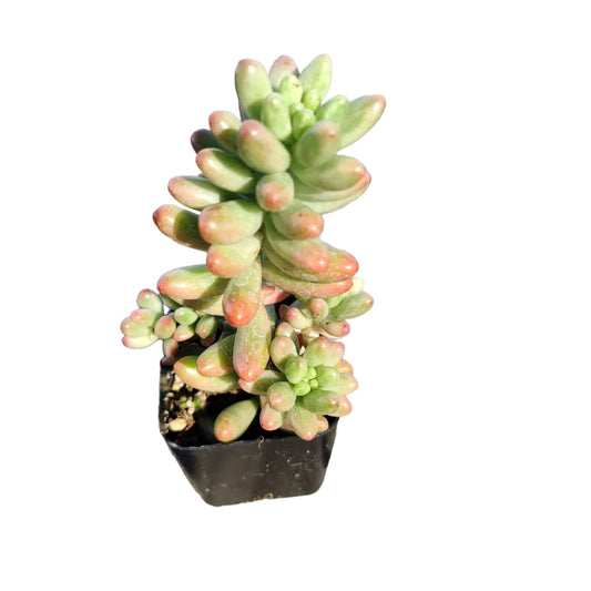 Live Succulent Cactus Plants for Home Office Decor - Variant 43