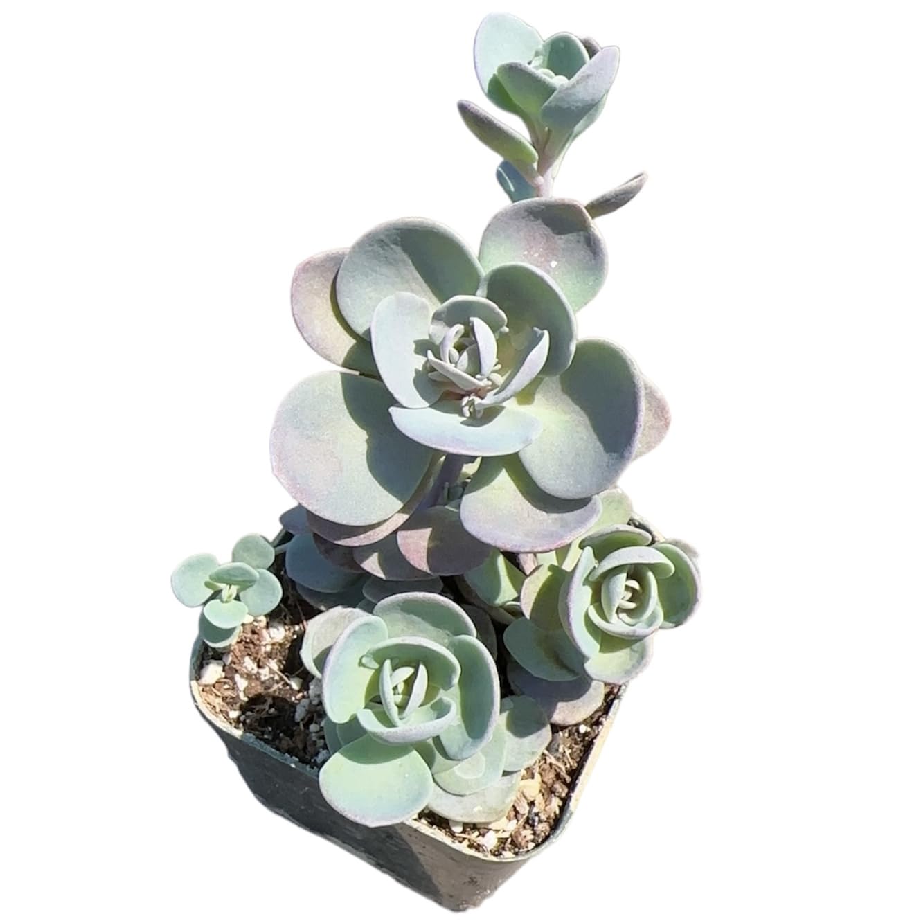 Live Sedum plants Succulent plants for Home Decor