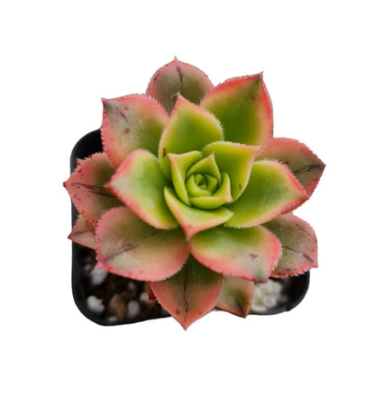 Live Succulent Cactus Plants from USKC (2" Pot) (Euphorbia Mammillaris Variegata)