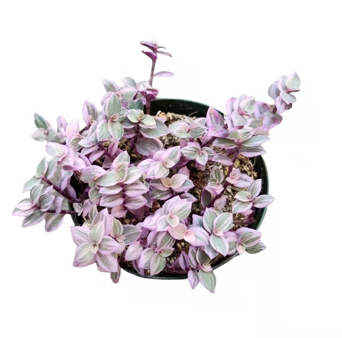 Live Indoor plants for Home Decoration
