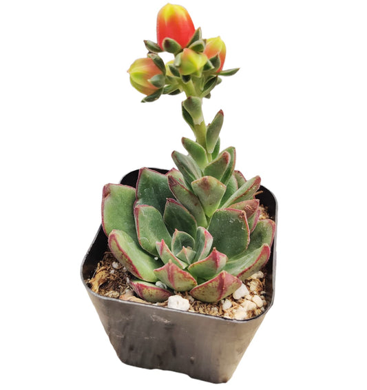 Live Cactus Succulent Plants for Home Decoration - 2"pot Echeveria 'Joan Daniels'