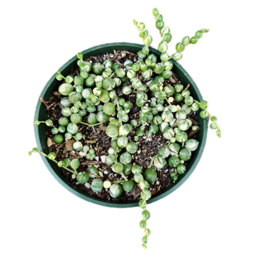 Live Succulents Plants Succulents String of Pearls Variegated Well Rooted (Pictured in a 4" Pot) - Default Title