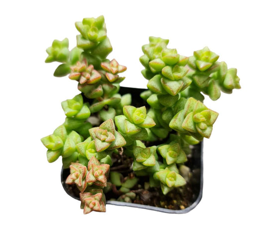 Live Cactus Succulent Plants from USKC (2" Pot Blue Candle Cactus Myrtillocactus Geometrizans) - Variant 31