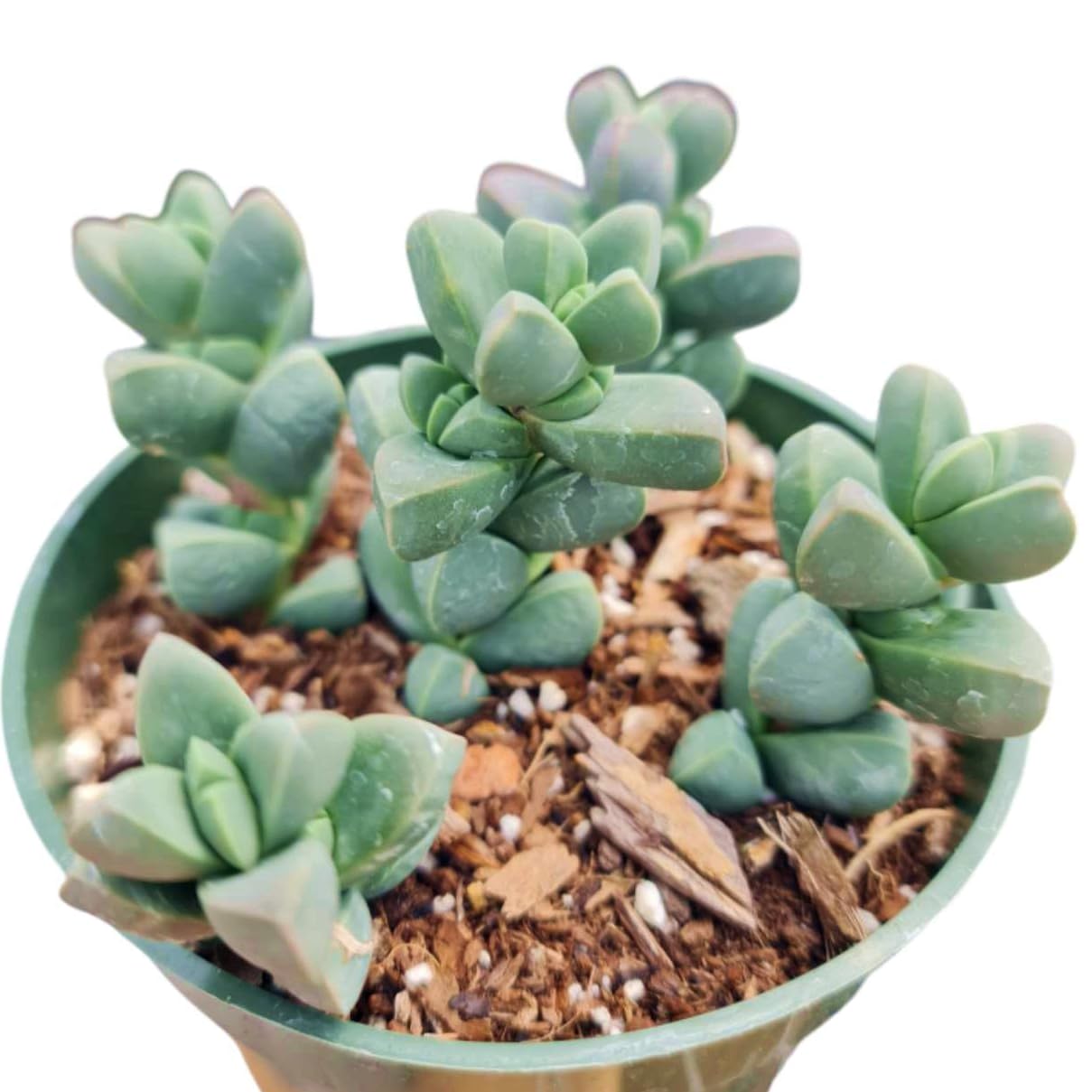 Live Succulent Cactus Plants for Home Office Decor
