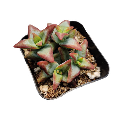 Live Cactus Succulent Plants from USKC (2" Pot Blue Candle Cactus Myrtillocactus Geometrizans)
