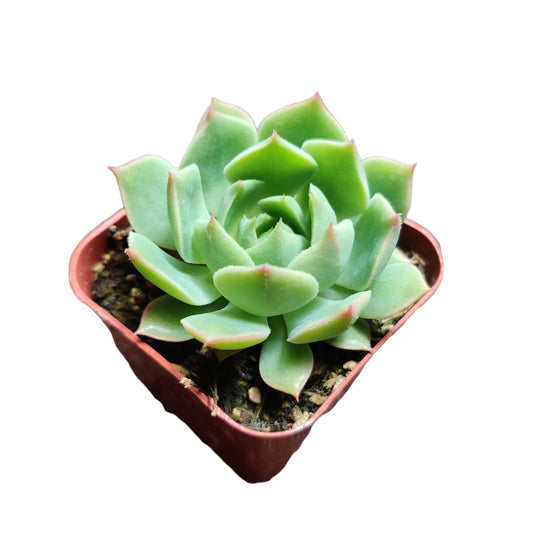 Live Cactus Succulent Plants for Home Decoration - 2"pot Echeveria 'Ramillette'